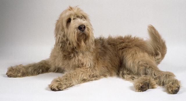 https://images.dog.ceo/breeds/otterhound/n02091635_1164.jpg