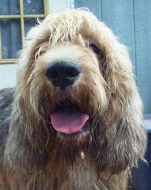 https://images.dog.ceo/breeds/otterhound/n02091635_1234.jpg