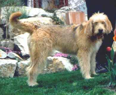 https://images.dog.ceo/breeds/otterhound/n02091635_1266.jpg