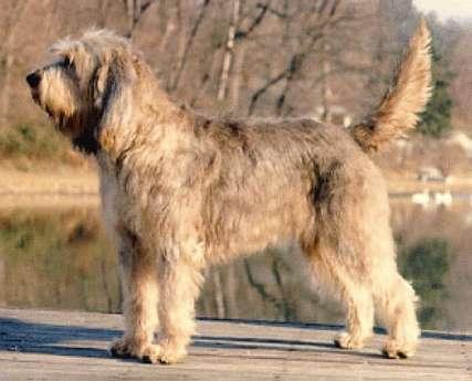 https://images.dog.ceo/breeds/otterhound/n02091635_1319.jpg