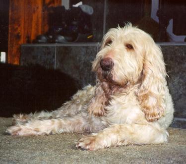 https://images.dog.ceo/breeds/otterhound/n02091635_1329.jpg