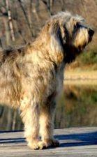 https://images.dog.ceo/breeds/otterhound/n02091635_1337.jpg