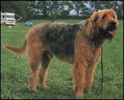 https://images.dog.ceo/breeds/otterhound/n02091635_1340.jpg