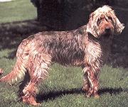 https://images.dog.ceo/breeds/otterhound/n02091635_1357.jpg