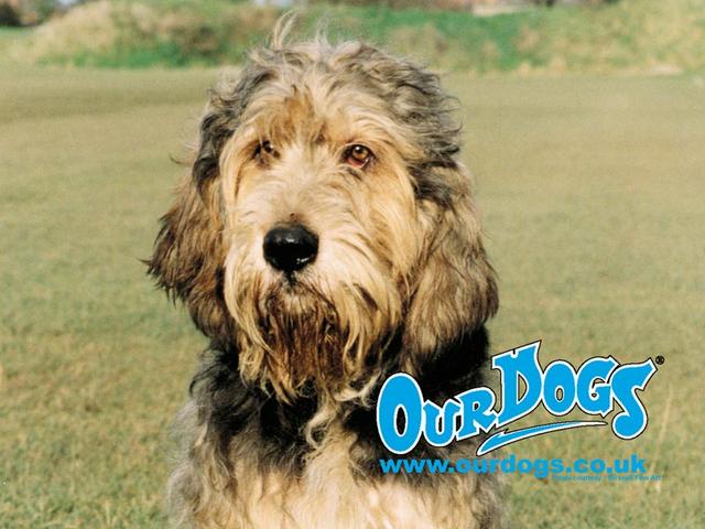 https://images.dog.ceo/breeds/otterhound/n02091635_1396.jpg