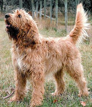 https://images.dog.ceo/breeds/otterhound/n02091635_1408.jpg