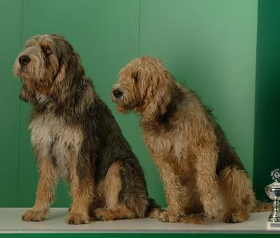 https://images.dog.ceo/breeds/otterhound/n02091635_1417.jpg