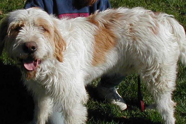 https://images.dog.ceo/breeds/otterhound/n02091635_1568.jpg