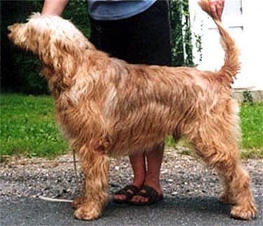 https://images.dog.ceo/breeds/otterhound/n02091635_1580.jpg