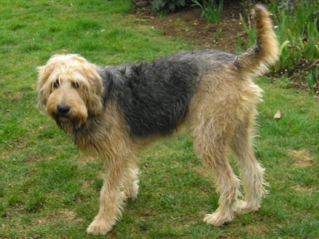 https://images.dog.ceo/breeds/otterhound/n02091635_1590.jpg