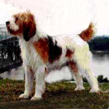 https://images.dog.ceo/breeds/otterhound/n02091635_1621.jpg