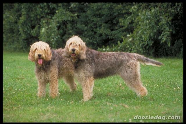 https://images.dog.ceo/breeds/otterhound/n02091635_1634.jpg