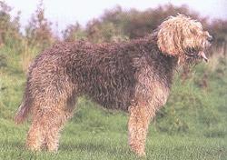 https://images.dog.ceo/breeds/otterhound/n02091635_1664.jpg