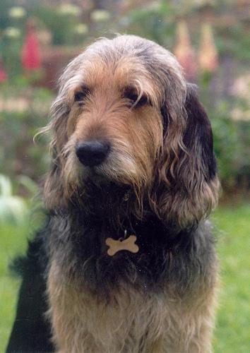 https://images.dog.ceo/breeds/otterhound/n02091635_1706.jpg