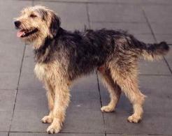 https://images.dog.ceo/breeds/otterhound/n02091635_1860.jpg