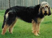 https://images.dog.ceo/breeds/otterhound/n02091635_1879.jpg