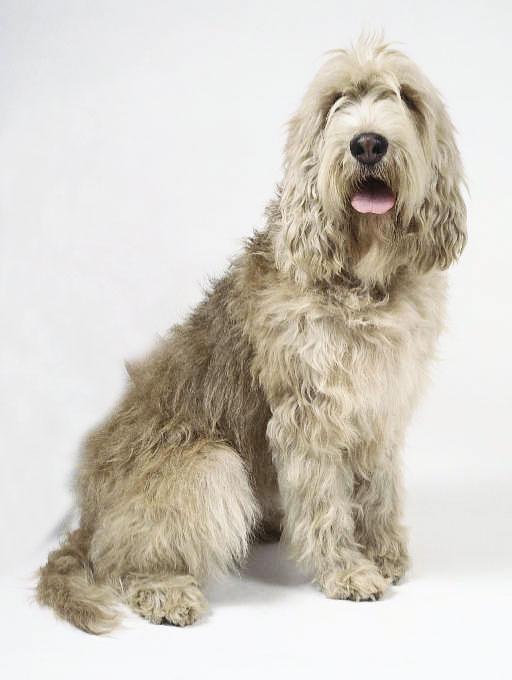 https://images.dog.ceo/breeds/otterhound/n02091635_2.jpg