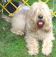 https://images.dog.ceo/breeds/otterhound/n02091635_2014.jpg