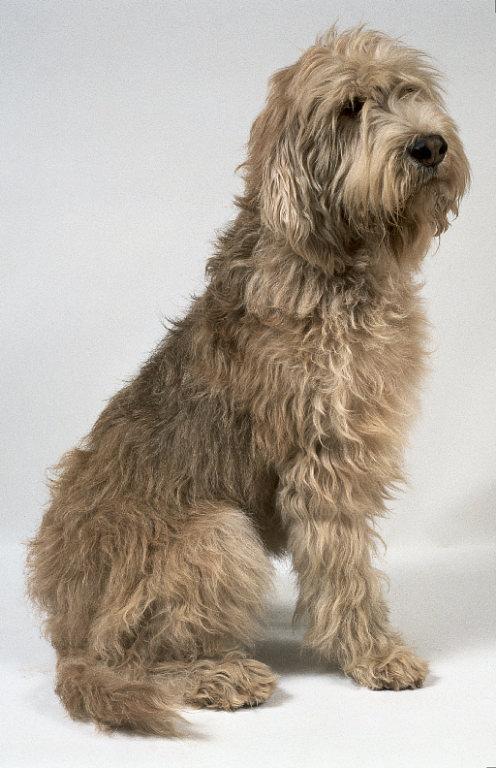 https://images.dog.ceo/breeds/otterhound/n02091635_2068.jpg