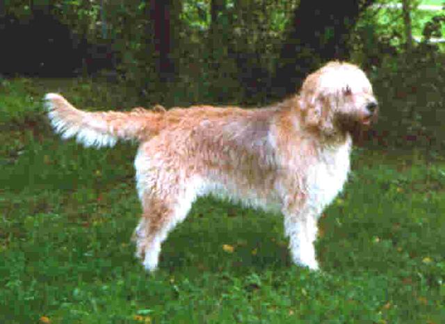 https://images.dog.ceo/breeds/otterhound/n02091635_2084.jpg