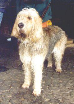 https://images.dog.ceo/breeds/otterhound/n02091635_2120.jpg