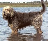 https://images.dog.ceo/breeds/otterhound/n02091635_215.jpg