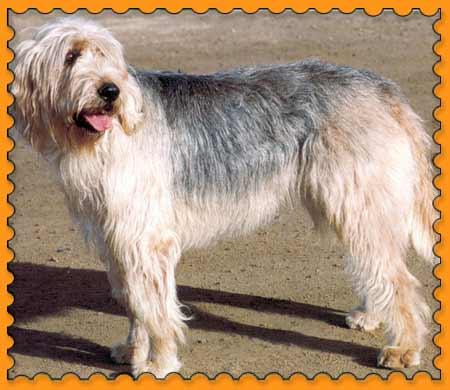 https://images.dog.ceo/breeds/otterhound/n02091635_2287.jpg