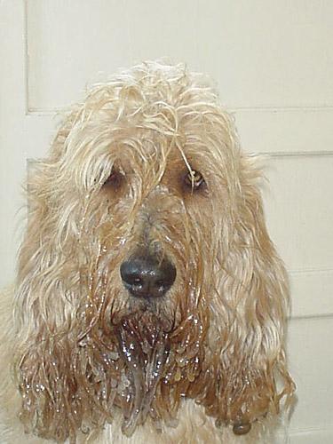 https://images.dog.ceo/breeds/otterhound/n02091635_2377.jpg