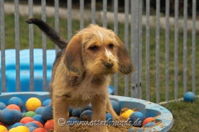 https://images.dog.ceo/breeds/otterhound/n02091635_2464.jpg