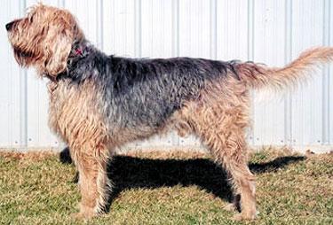 https://images.dog.ceo/breeds/otterhound/n02091635_2482.jpg