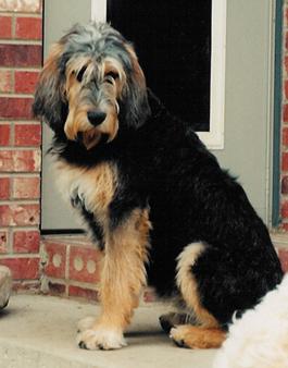 https://images.dog.ceo/breeds/otterhound/n02091635_2586.jpg