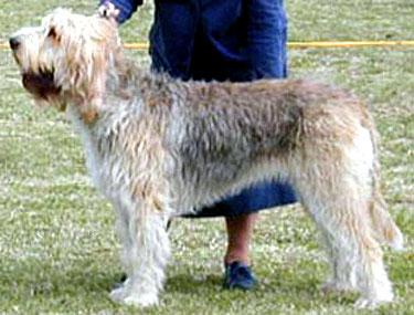 https://images.dog.ceo/breeds/otterhound/n02091635_2603.jpg