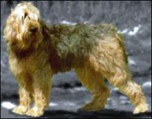 https://images.dog.ceo/breeds/otterhound/n02091635_2761.jpg