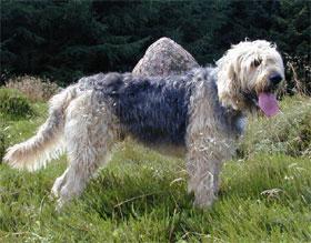 https://images.dog.ceo/breeds/otterhound/n02091635_2766.jpg