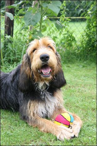 https://images.dog.ceo/breeds/otterhound/n02091635_2867.jpg