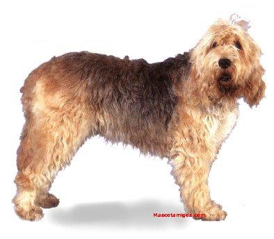 https://images.dog.ceo/breeds/otterhound/n02091635_2887.jpg