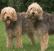 https://images.dog.ceo/breeds/otterhound/n02091635_3048.jpg