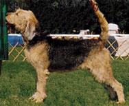 https://images.dog.ceo/breeds/otterhound/n02091635_3072.jpg