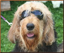 https://images.dog.ceo/breeds/otterhound/n02091635_3379.jpg