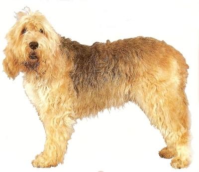 https://images.dog.ceo/breeds/otterhound/n02091635_3393.jpg