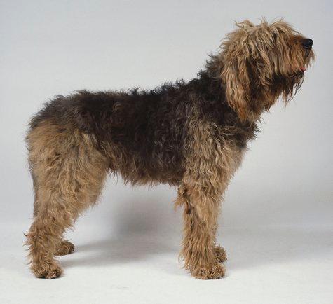 https://images.dog.ceo/breeds/otterhound/n02091635_3435.jpg