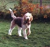 https://images.dog.ceo/breeds/otterhound/n02091635_3475.jpg