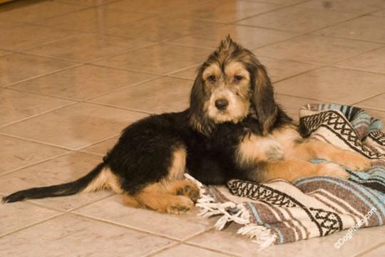 https://images.dog.ceo/breeds/otterhound/n02091635_3503.jpg