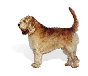 https://images.dog.ceo/breeds/otterhound/n02091635_3548.jpg