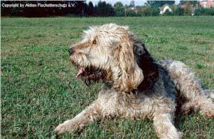 https://images.dog.ceo/breeds/otterhound/n02091635_3552.jpg