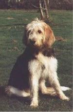 https://images.dog.ceo/breeds/otterhound/n02091635_3586.jpg