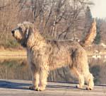 https://images.dog.ceo/breeds/otterhound/n02091635_3661.jpg