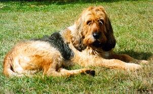 https://images.dog.ceo/breeds/otterhound/n02091635_3703.jpg