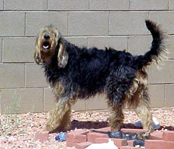 https://images.dog.ceo/breeds/otterhound/n02091635_386.jpg