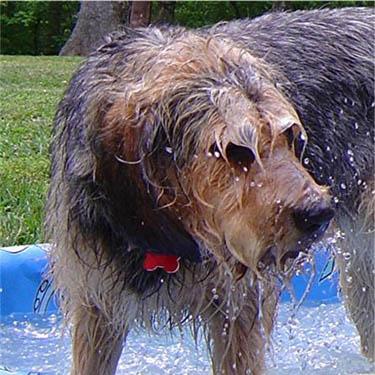 https://images.dog.ceo/breeds/otterhound/n02091635_390.jpg